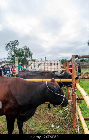 Mogotes, Santander, Colombia, 28 giugno 2024, diverse mucche pronte per essere munte in una tradizionale competizione colombiana Foto Stock