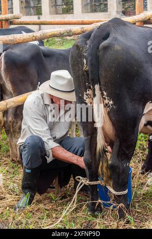 Mogotes, Santander, Colombia, 28 giugno 2024, un agricoltore anziano munge una mucca in una gara tradizionale alle fiere e alle feste del ritorno, foto 4 Foto Stock