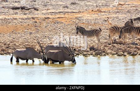 Oryx si raffredda dal calore del sole di mezzogiorno stando in una pozza d'acqua, mentre le zebre guardano dal bordo. Foto Stock