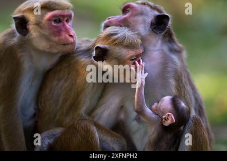 Toque macaque (Macaca sinica sinica) femmine sedute in gruppo. Polonnaruwa, Sri Lanka febbraio. Foto Stock