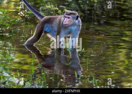 Toque macaque (Macaca sinica sinica) maschio che si tuffa nell'acqua. Polonnaruwa, Sri Lanka febbraio. Foto Stock