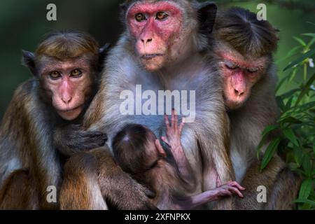 Toque macaque (Macaca sinica sinica) femmine sedute in gruppo con un bambino. Polonnaruwa, Sri Lanka febbraio. Foto Stock