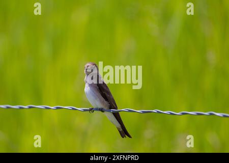 Sand martin (Riparia riparia) arroccato su Wire, Madison, Montana, Stati Uniti, giugno. Foto Stock