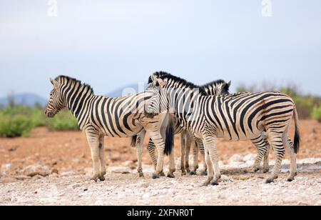 Piccola mandria di Zebra comune che si trova sulle aride pianure di Etosha - Namibia Foto Stock