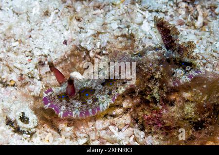 Uova fritte Hoplodoris nudibranch (Carminodoris estrelyado), Rinca, Indonesia. Dicembre. Foto Stock