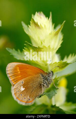 Castagno (Coenonympha glycerion), Savoia, Francia, luglio. Foto Stock