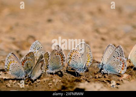 Farfalle blu del Nord (Plebejus idas) e farfalle blu di Eros (Polyommatus eros) che puddling, Hautes-Alpes, Francia, luglio. Foto Stock