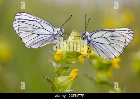 Due farfalle bianche venate nere (Aporia crataegi) subito dopo essere emerse, Herault, Francia, maggio. Foto Stock