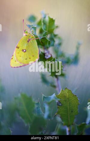 Farfalla gialla nuvolosa di Berger (Colias alfacariensis), Var, Francia, aprile. Foto Stock