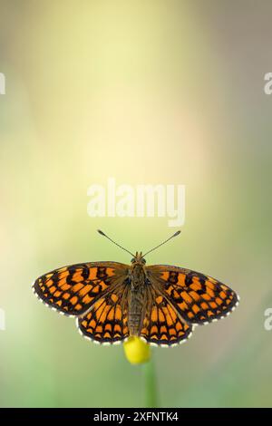 Heath fritillary (Melitea athalia), Var, Francia, maggio. Foto Stock