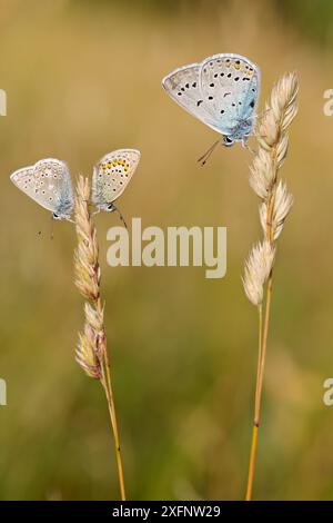 Farfalle blu, da sinistra a destra: Eros Blue (Polyommatus eros), Northern Blue (Plebejus idas) e Amanda's Blue (Polyommatus amandus) sull'erba, Hautes-Alpes, Francia, luglio. Foto Stock