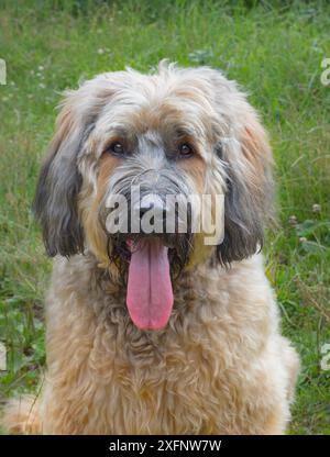 Briard Dog, un'antica razza di cane da allevamento di grandi dimensioni, originaria di Francia Inghilterra, Regno Unito. Foto Stock