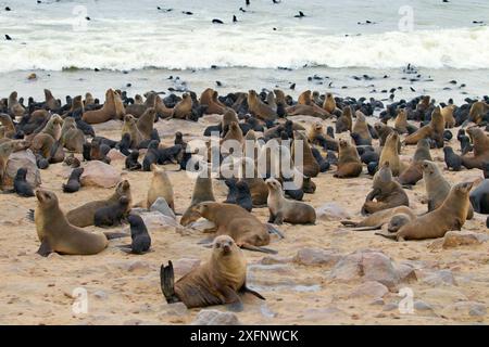 Foca orsina (Arctocephalus pusillus) trasportata a Cape Cross Seal Colony, Namibia Foto Stock