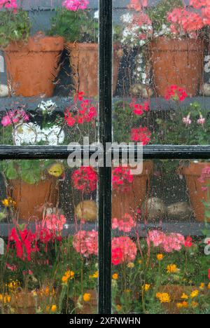 Gerani in vaso (Pelargonium) attraverso la finestra del capannone del giardino sotto la pioggia. Inghilterra, Regno Unito. Foto Stock