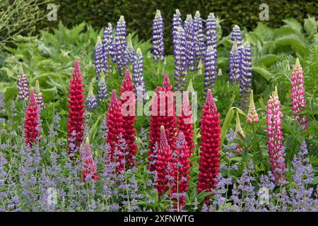 Red Lupin 'My Castle' (Lupinus) con Blue Lupin 'The Governor' alle spalle e Catmint (Nepeta) in giardino. Norfolk, Inghilterra, Regno Unito, maggio. Foto Stock