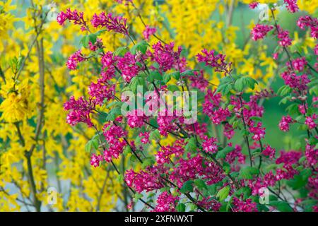 Ribes rosso fiorito (Ribes sanguineum) e Forsythia (Forsythia x intermedia) in giardino, Inghilterra, Regno Unito. Foto Stock