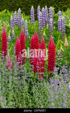 Red Lupin 'My Castle' (Lupinus) con Blue Lupin 'The Governor' alle spalle e Catmint (Nepeta) in giardino. Norfolk, Inghilterra, Regno Unito, maggio. Foto Stock