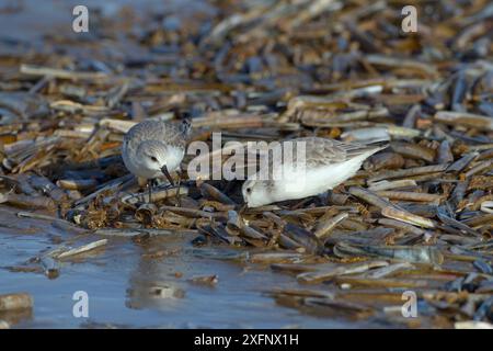 Sanderlings (Calidris alba) si nutre sulla spiaggia di Norfolk, Inghilterra, Regno Unito, novembre. Foto Stock