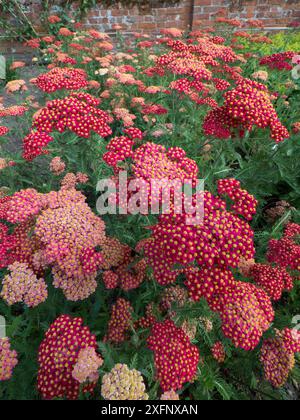 Achillea millefolium «Paprika» in fiore in giardino. Inghilterra, Regno Unito. Foto Stock