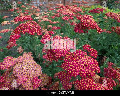 Achillea millefolium «Paprika» in fiore in giardino. Inghilterra, Regno Unito. Foto Stock