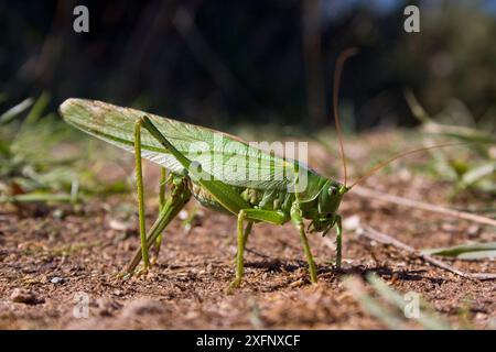 Grande cespuglio verde (Tettigonia viridissima) uova deposte femminili, Sark, Isole del Canale britanniche, agosto Foto Stock