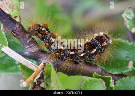 Falena di tussock dalla coda marrone (Euproctis chrysorrhoea), Sark, Isole del Canale britanniche, maggio. Foto Stock