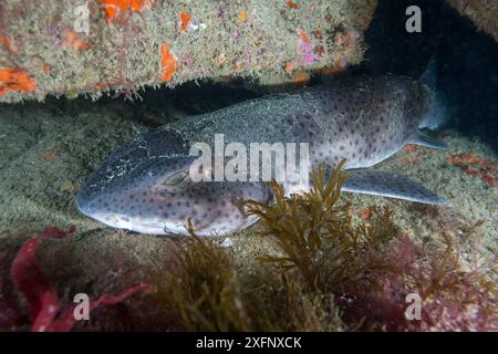 Nursehound (Scyliorhinus stellaris) Sark, British Channel Islands, agosto. Foto Stock