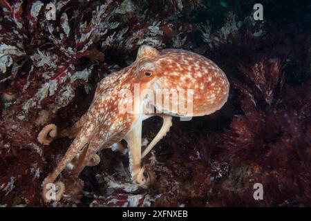 Common Poltopus (Octopus vulgaris) Isola di Man, luglio 2015 Foto Stock
