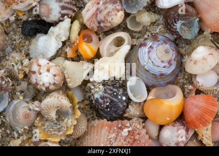 Varie conchiglie a Shell Beach, Herm, British Channel Islands, giugno 2016 Foto Stock