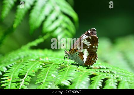 Le ali della farfalla dell'ammiraglio bianco (Limenitis camilla) sono chiuse, a riposo. Dorset, Regno Unito luglio. Foto Stock