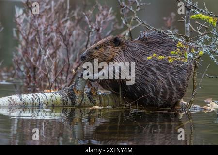 North American beaver (Castor canadensis) mangiando una carta caduti betulla (Betula papyrifera). Parco Nazionale di Acadia, Maine, Stati Uniti d'America. Foto Stock