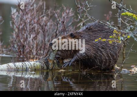 North American beaver (Castor canadensis) mangiando una carta caduti betulla (Betula papyrifera). Parco Nazionale di Acadia, Maine, Stati Uniti d'America. Foto Stock