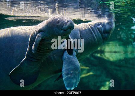 Caraibi manatee o West Indian lamantino (Trichechus manatus) madre con bambino, di età di due giorni, prigionieri Beauval Zoo, Francia Foto Stock