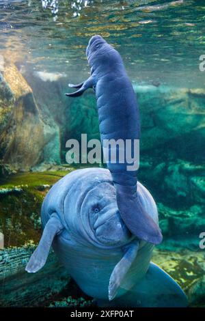 Caraibi manatee o West Indian lamantino (Trichechus manatus) madre con bambino, di età di due giorni, prigionieri Beauval Zoo, Francia Foto Stock