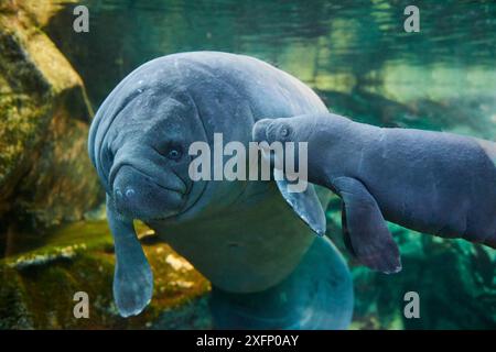 Caraibi manatee o West Indian lamantino (Trichechus manatus) madre con bambino, di età di due giorni, prigionieri Beauval Zoo, Francia Foto Stock