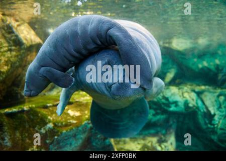 Caraibi manatee o West Indian lamantino (Trichechus manatus) madre con bambino, di età di due giorni, prigionieri Beauval Zoo, Francia Foto Stock