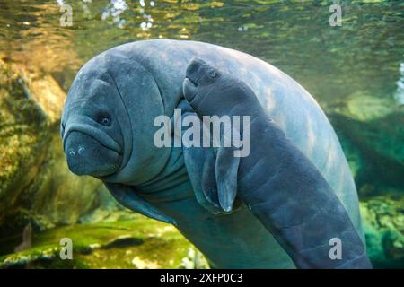 Caraibi manatee o West Indian lamantino (Trichechus manatus) madre con bambino, di età di due giorni, prigionieri Beauval Zoo, Francia Foto Stock