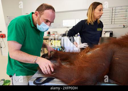 Veterinario che controlla un Orangutan femminile (Pongo pygmaeus) sotto anestesia. Questo Orangutan ha un'infezione polmonare. Beauval Zoo France, ottobre 2017. Foto Stock