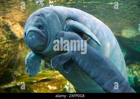 Caraibi manatee o West Indian lamantino (Trichechus manatus) madre con bambino, di età di due giorni, prigionieri Beauval Zoo, Francia Foto Stock