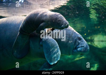 Caraibi manatee o West Indian lamantino (Trichechus manatus) madre con bambino, di età di due giorni, prigionieri Beauval Zoo, Francia Foto Stock