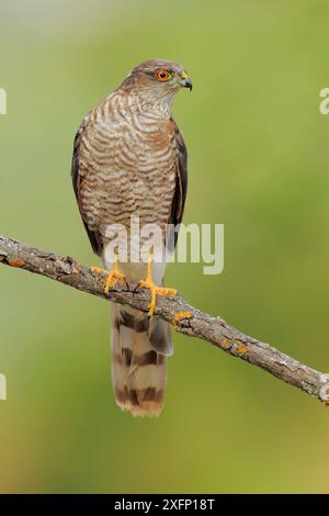 Sparrowhawk (Accipiter nisus) , Andalusia, Spagna, agosto. Foto Stock