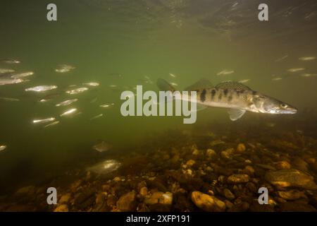 Pike-Perch (Sander lucioperca) fiume Tarn, Francia, giugno. Foto Stock