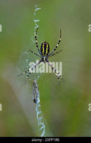 Ragno WASP (Argiope bruennichi) sulla sua rete con prede di farfalla avvolte in seta e mostra un motivo "stabilimentum" a zig-zag sulla sua rete utilizzato per attirare prede, Vendee, Francia, luglio. Foto Stock