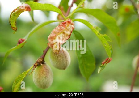 Foglie di pesca ricci foglie malate e frutta su alberi di pesca Taphrina si attenua da vicino. Malattia fungina di pesche albero Prunus persica. Taphrina si deformande Foto Stock