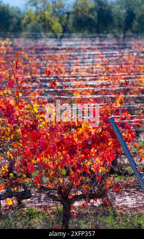 Vigneto con foglie colorate in autunno, Lleida, Catalogna, Spagna, novembre. Foto Stock