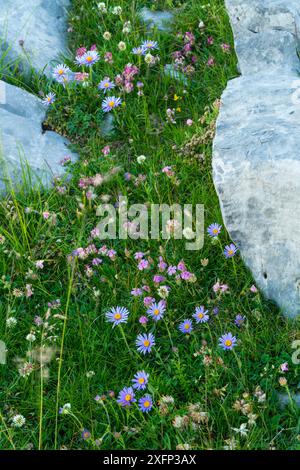 La fleabana blu (Erigeron acer) cresce vicino alla pavimentazione calcarea, Parco Nazionale Ordesa y Monte Perdido, Pirenei, Aragona, Spagna, luglio. Foto Stock