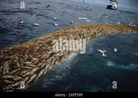 Nave da pesca "Harvester" che trasporta reti da traino con tramoggia di roccia riempite di merluzzo carbonaro (Pollachius virens) con scavo di gannetti (Morus bassanus), Mare del Nord. Marzo 2016. Proprietà rilasciata. Foto Stock