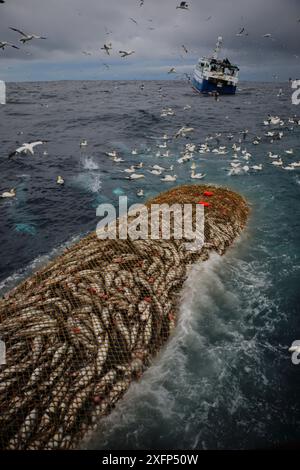 Nave da pesca "Harvester" che trasporta reti da traino con tramoggia di roccia riempite di merluzzo carbonaro (Pollachius virens) con scavo di gannetti (Morus bassanus), Mare del Nord. Marzo 2016. Proprietà rilasciata. Foto Stock