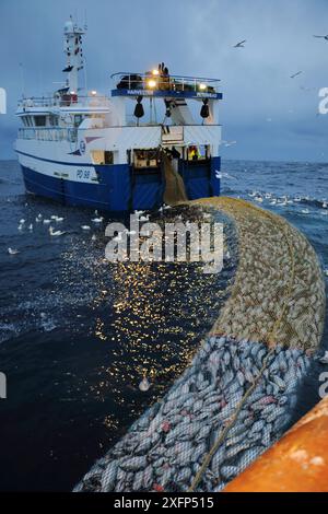 Nave da pesca Harvester che trasporta reti a strascico piene di merluzzo carbonaro (Pollachius virens) con gannetti (Morus bassanus) che scavano, Mare del Nord. Marzo 2016. Proprietà rilasciata. Foto Stock