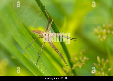 Ragno vivaio (Pisaura mirabilis) che protegge nido di ragni. Tintern, Monmouthshire, Galles, giugno. Immagine messa a fuoco impilata. Foto Stock